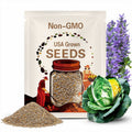Korean Gold Cabbage Seeds: Kimchi Cabbage, Non-GMO Heirloom, 춘연골드 배추