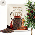 10 Kalamata Olive Tree Seeds: Greek Heirloom Variety for Bonsai
